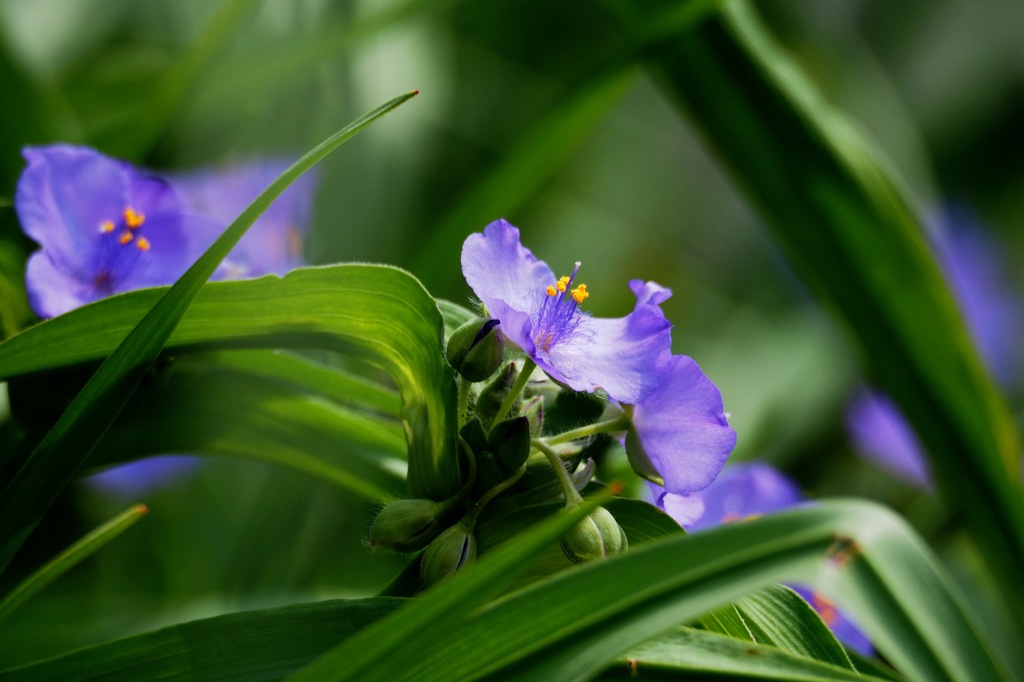 ムラサキツユクサ