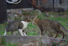 cat_182　ご挨拶