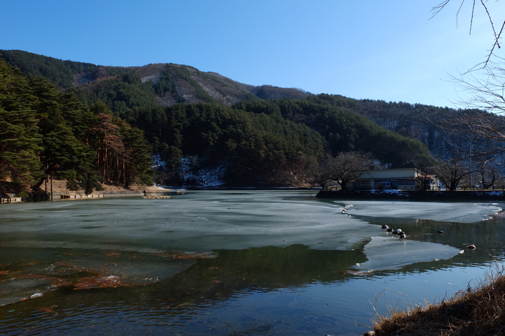 冬の池