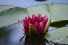 睡蓮_1
