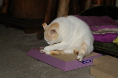 cat_105  お手入れ中