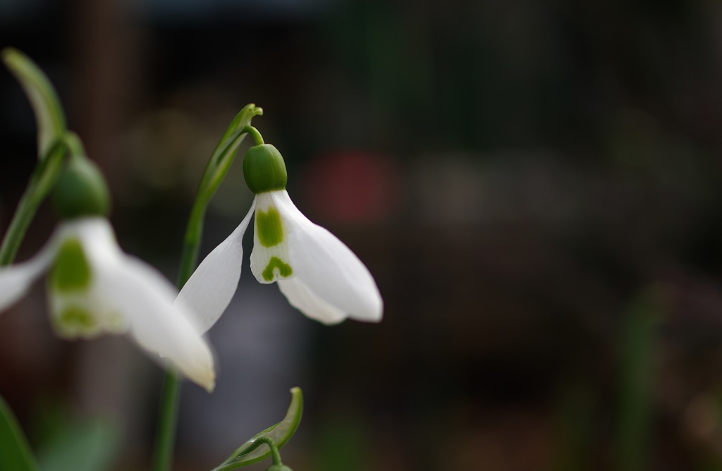 スノードロップ_3