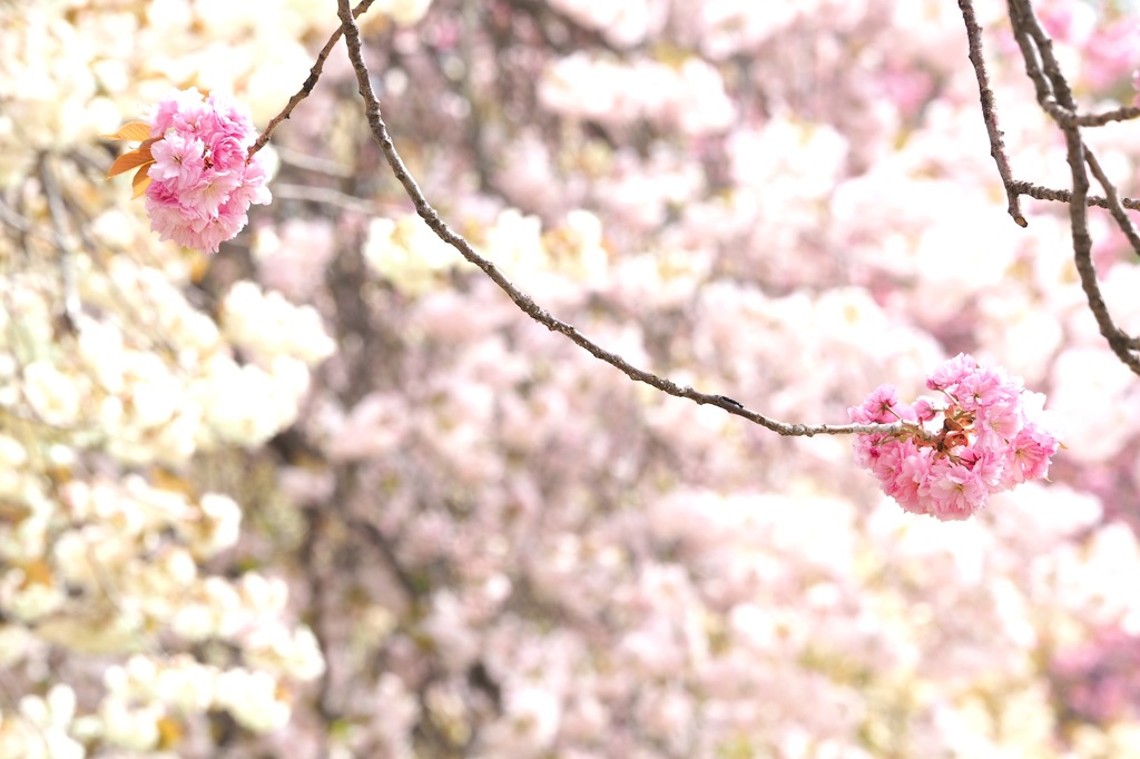八重桜_MZD75-300_1