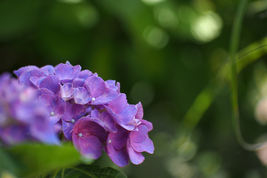 紫陽花_25