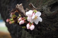 桜4_E-M10