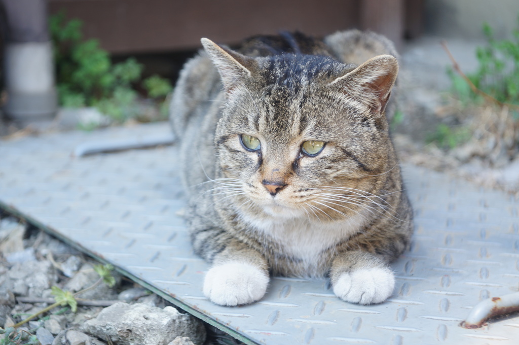 cat_255　猫も伏せができる?