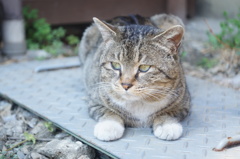 cat_255　猫も伏せができる?