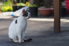 cat_215　見つめる