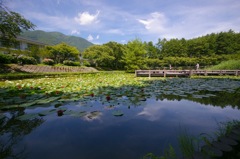 初夏_睡蓮