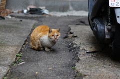 cat_236　あっかんべー