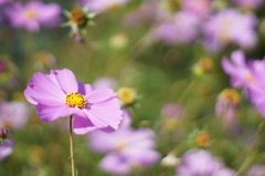 秋桜_12 解放の味わい