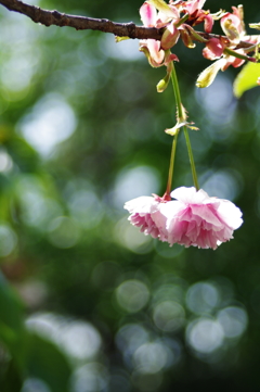 八重桜_6