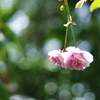 八重桜_6