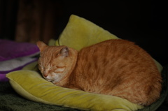 cat_220　モチモチにゃ