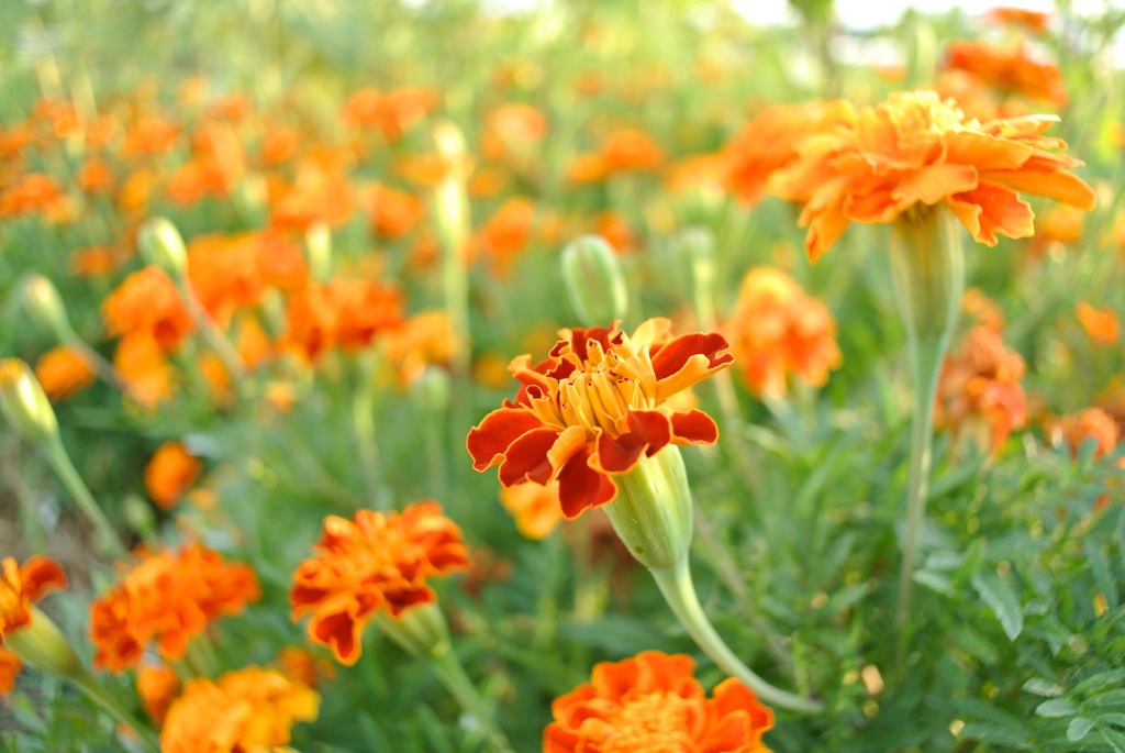 marigold_2