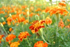 marigold_2