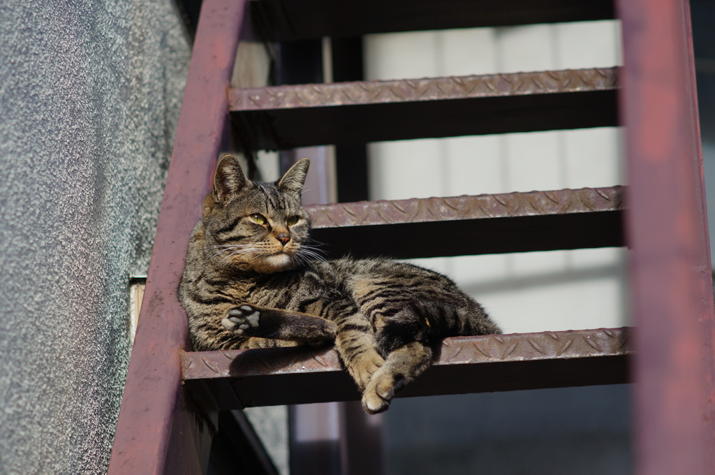 cat_153　こんなポーズでどう?