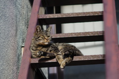 cat_153　こんなポーズでどう?