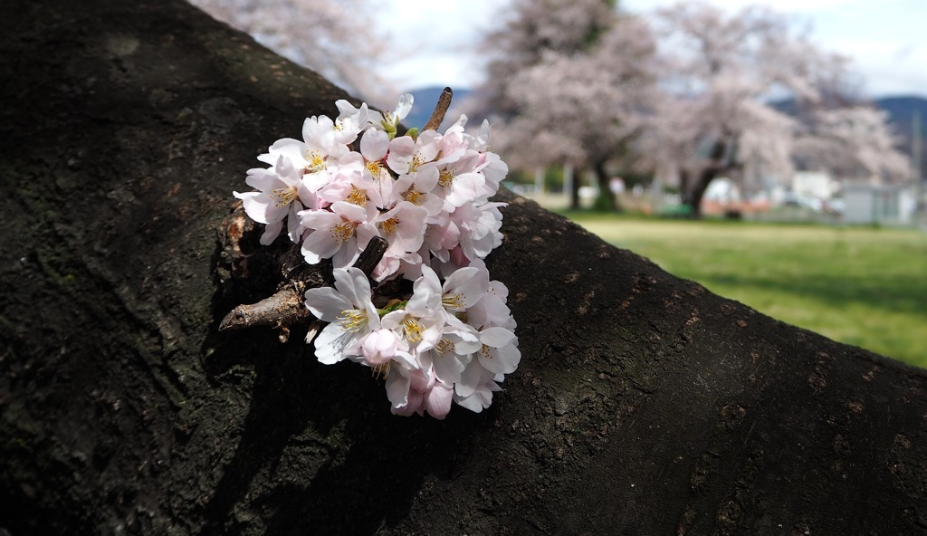 桜3_E-M10