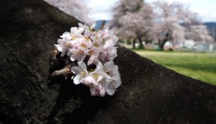 桜3_E-M10