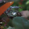 雫