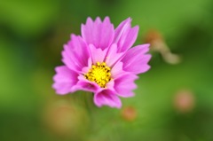 秋桜_シーシェル