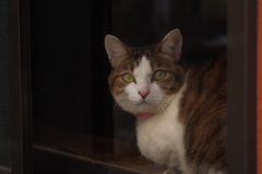 cat_17