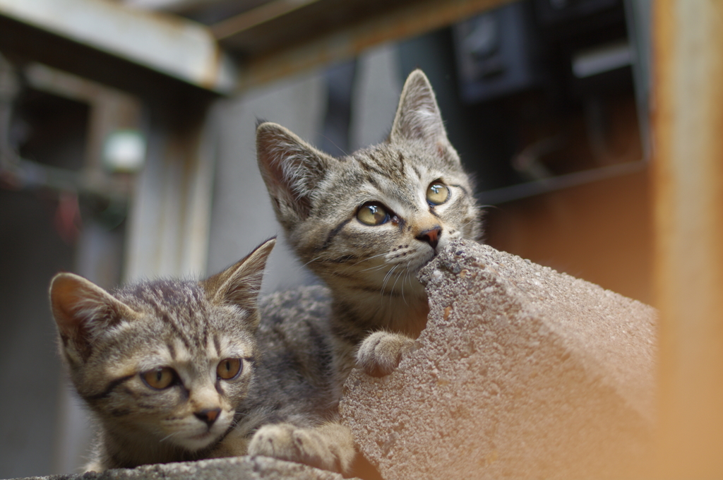 cat_334　個性