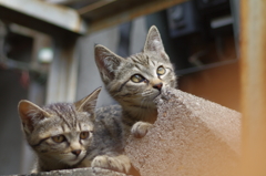 cat_334　個性