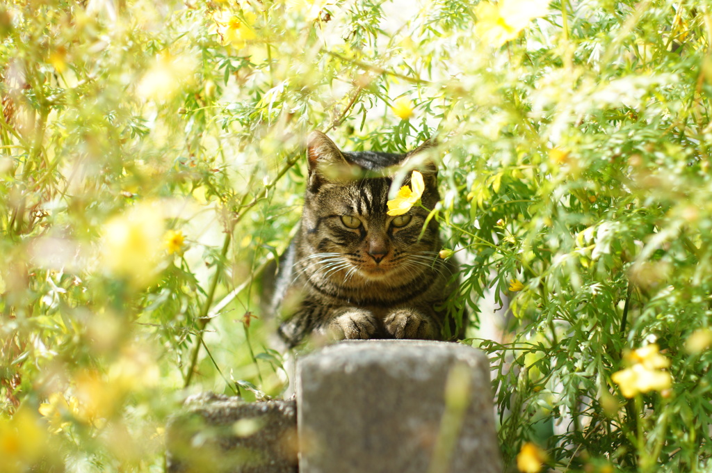 cat_116  ここが好き♪