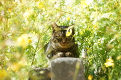 cat_116  ここが好き♪