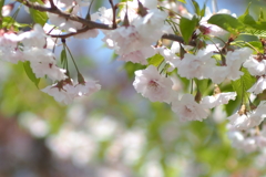 桜_6
