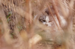 cat_226　視線