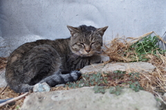 cat_269　寝グセついてますよ