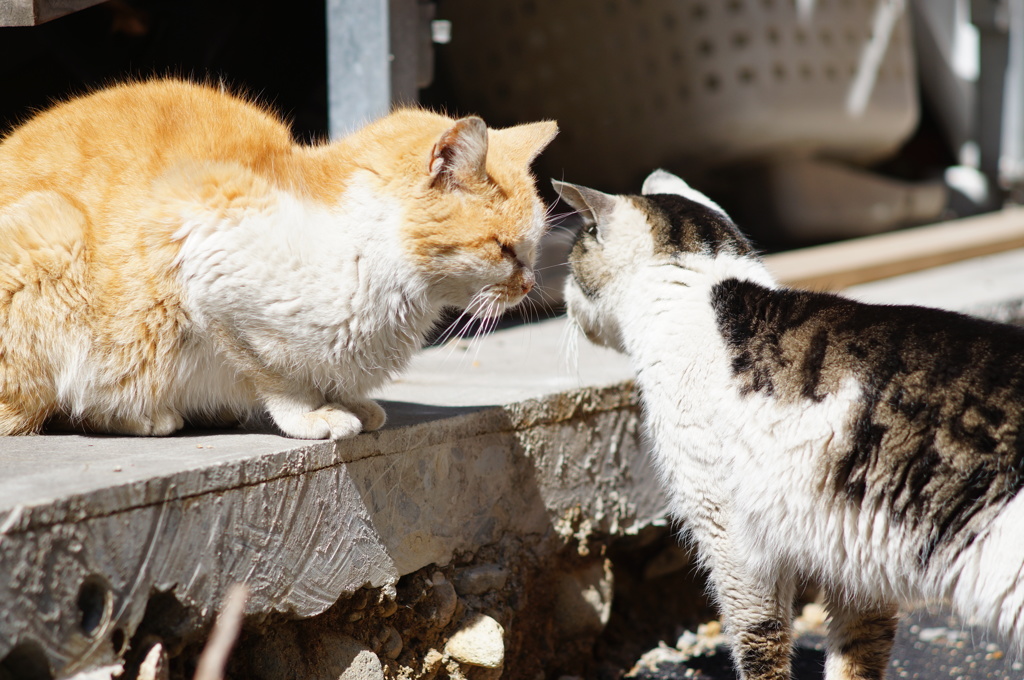 cat_235　こんにちにゃ〜