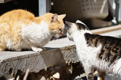 cat_235　こんにちにゃ〜