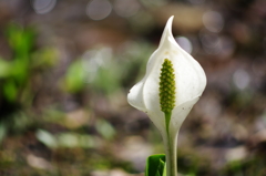 水芭蕉
