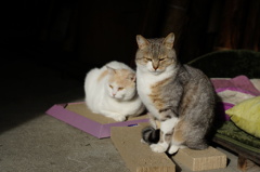 cat_120  仲良くひなたぼっこ
