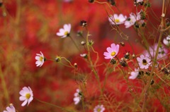 秋桜