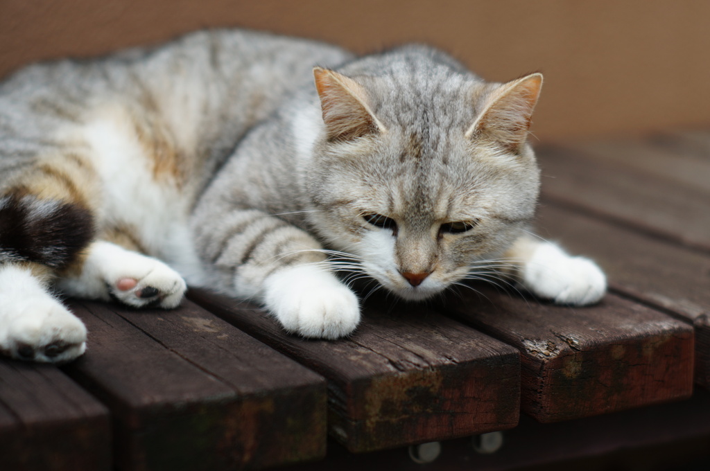cat_332　ムムッ
