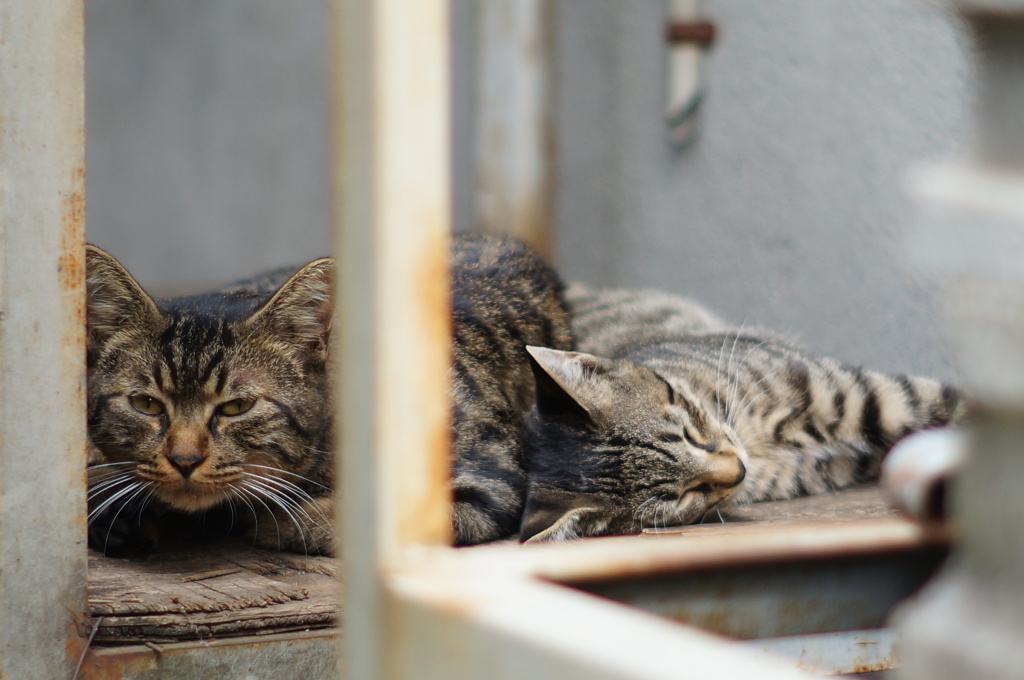 cat_74  背中合わせで寝てた…