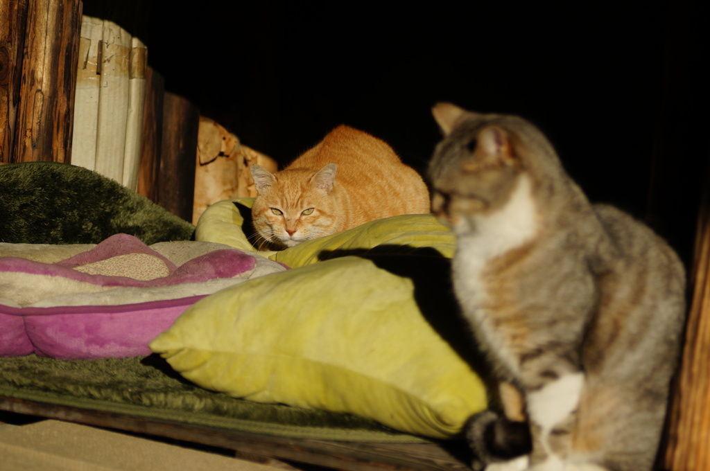 cat_141  新入り?