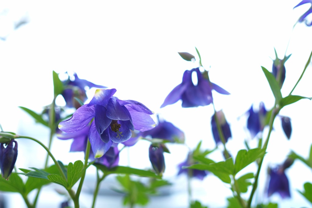 オダマキ_SIGMA30