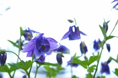 オダマキ_SIGMA30