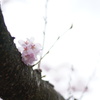 桜_2