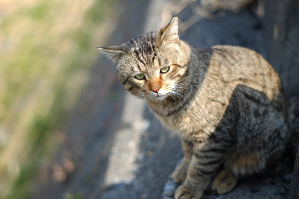 cat_271　堤防にて