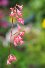 小さな花