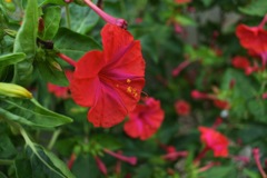 5_N_オシロイバナ