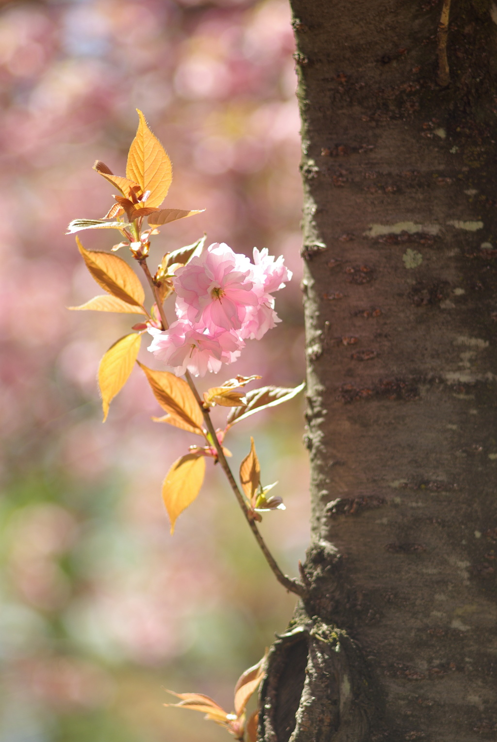 桜咲く_17