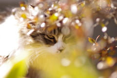 cat_21